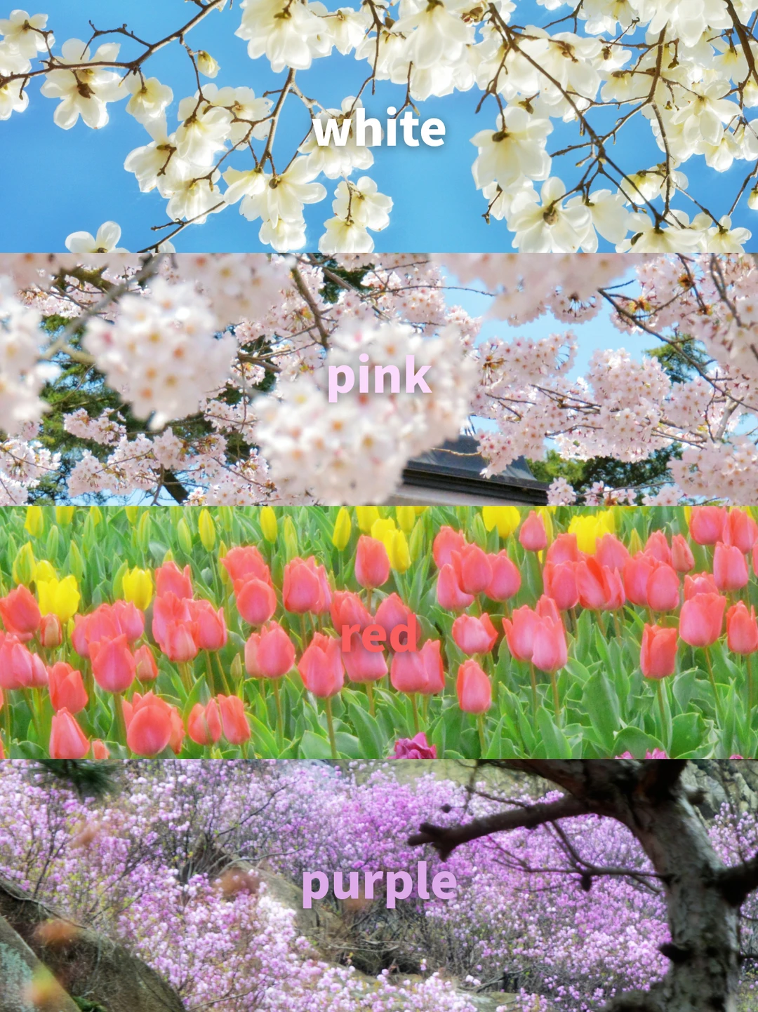 当我用colorwalk的方式 打开春天多巴胺青岛