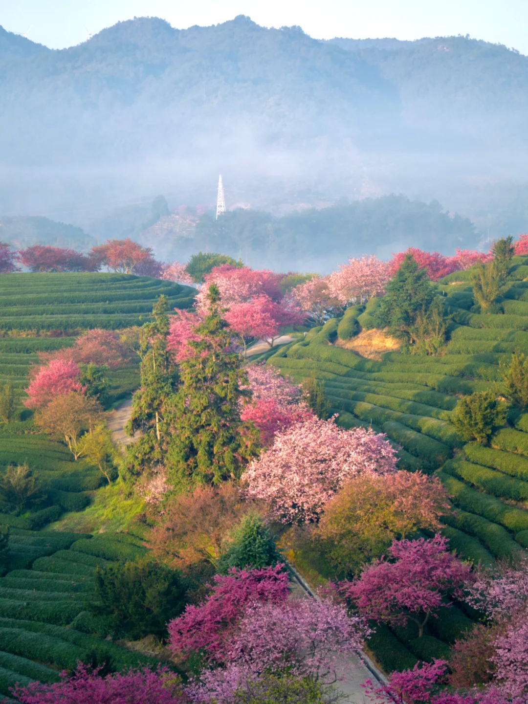 登上《国家地理》封面的最美樱花圣地有多绝！