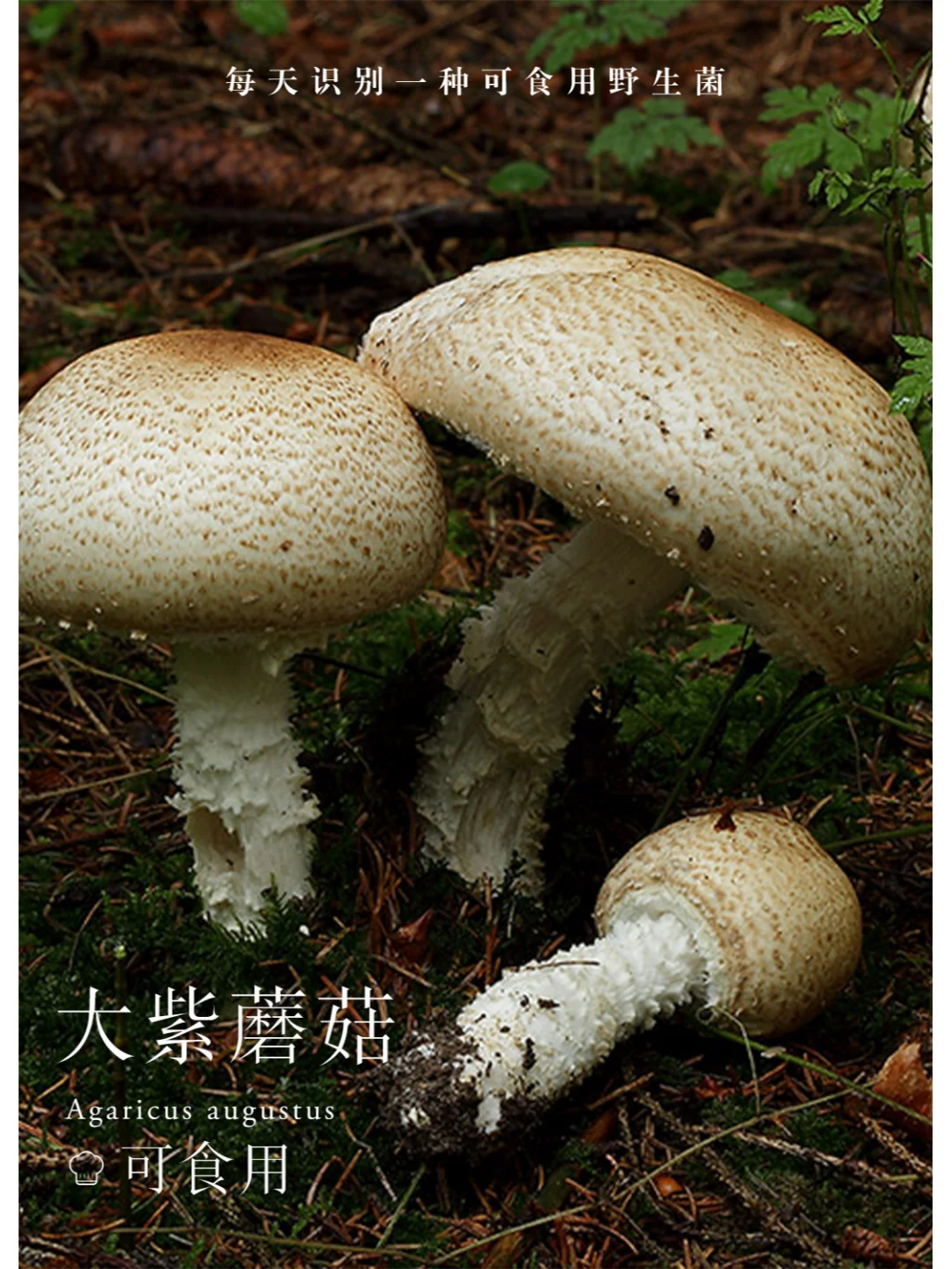 大紫蘑菇，伤后变黄，有杏仁香气