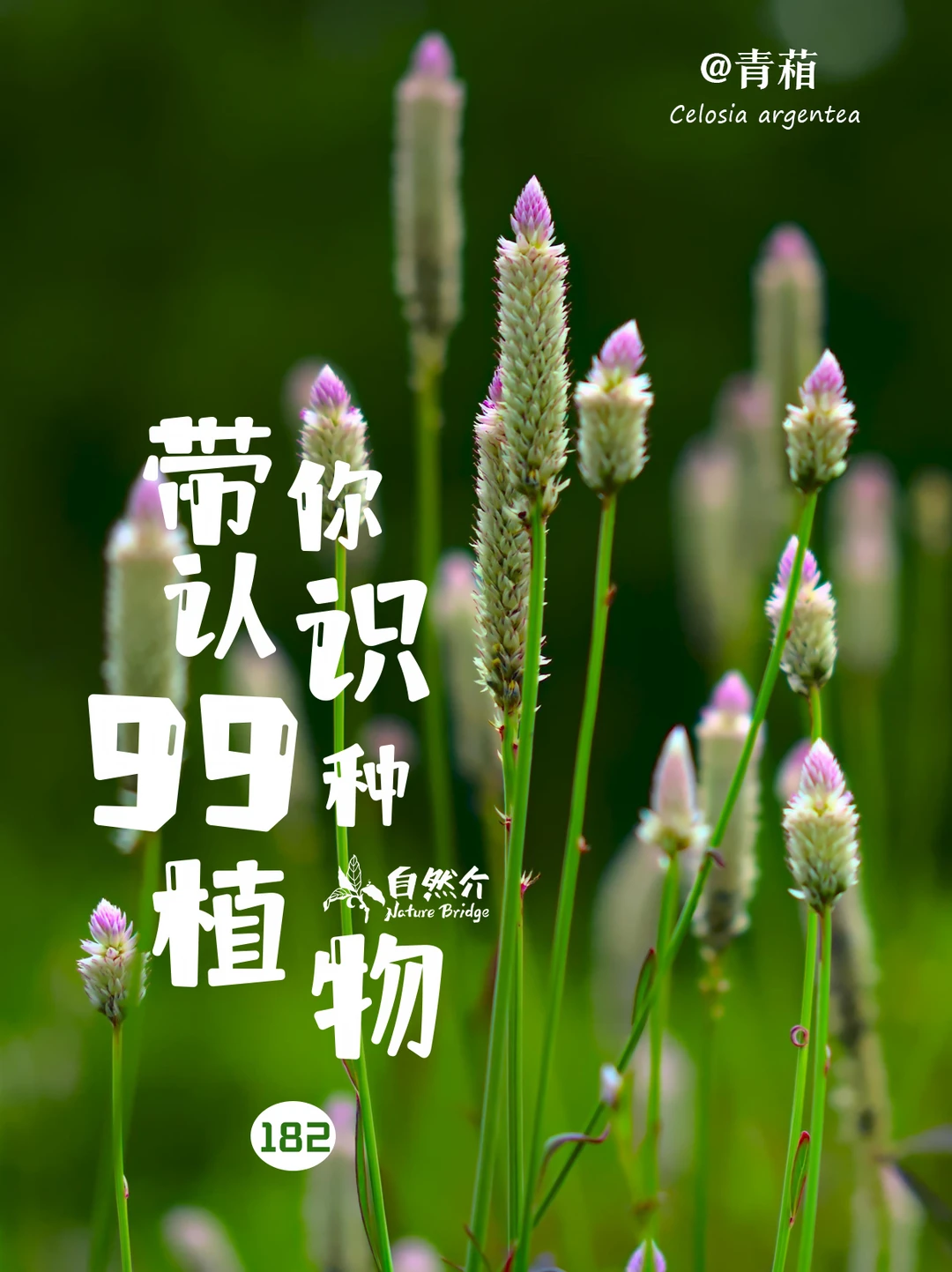 带你认识99种植物–青葙