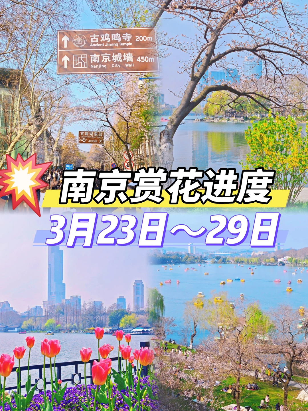 🌸南京赏花进度播报！3.23-3.29地点推荐