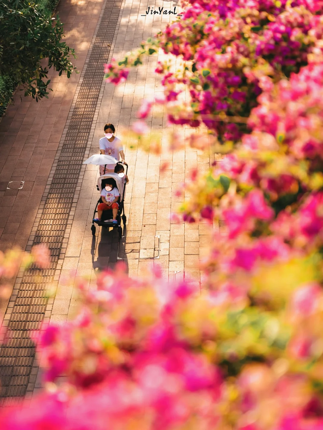 厦门秋日浪漫💕从一座三角梅包围的天桥开始