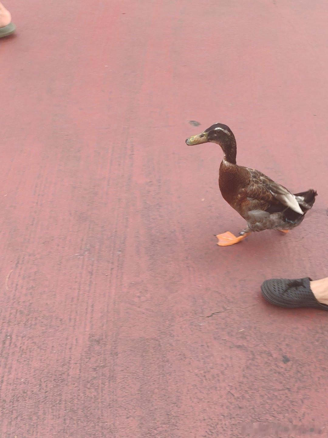 遛…遛鸭子🦆？？？
