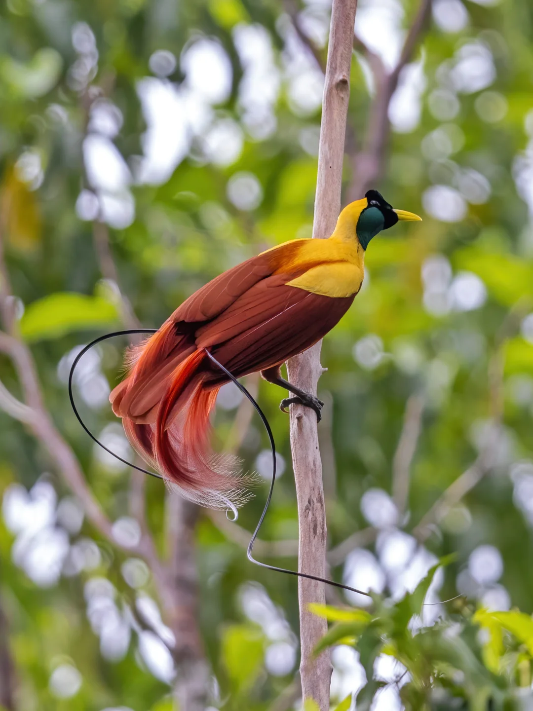 红极乐鸟的飘逸丝带舞