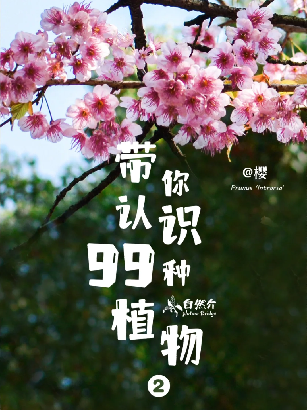 带孩子认识99种植物