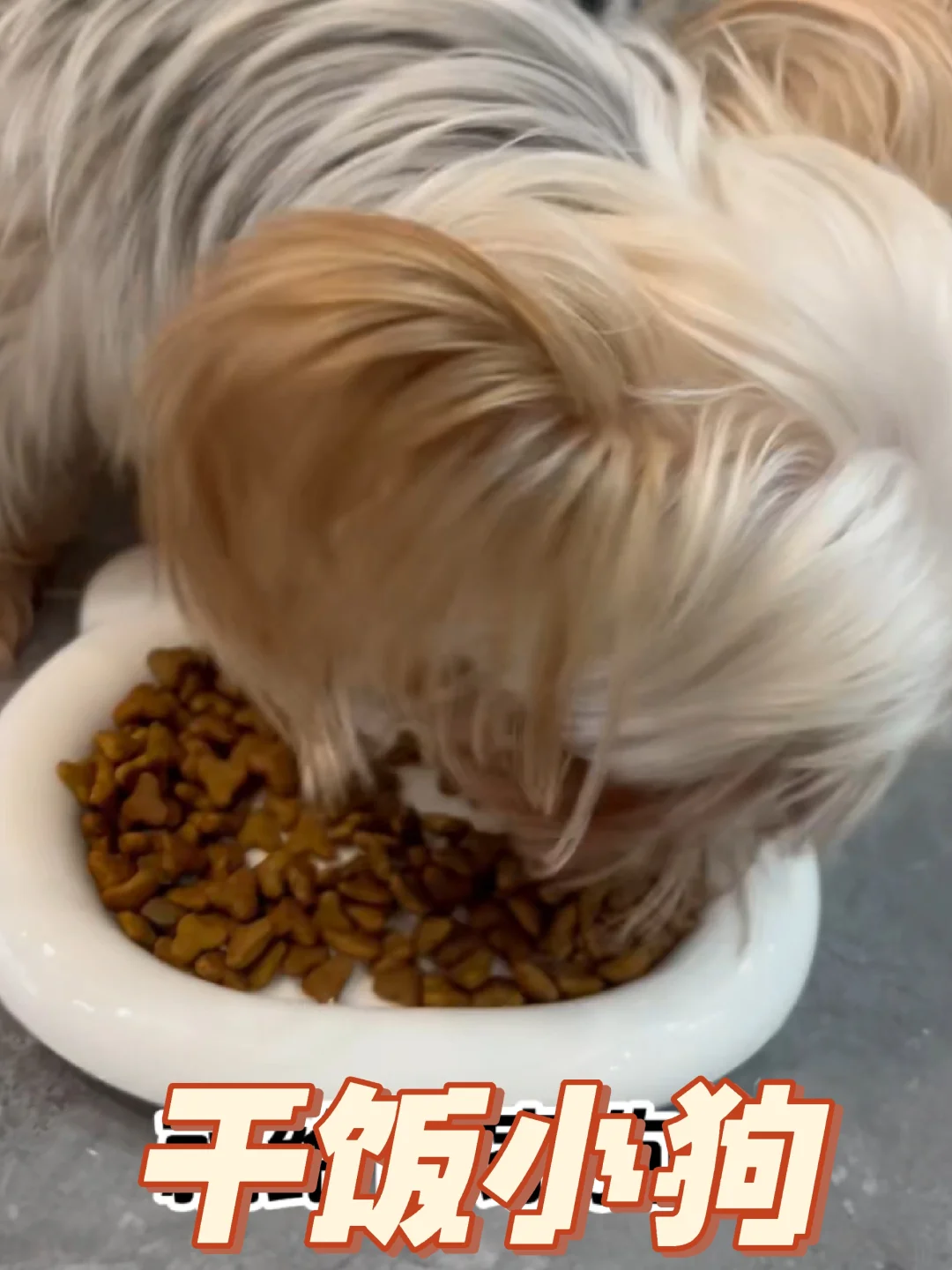 建议开启强制喂食模式，养狗人请查收！