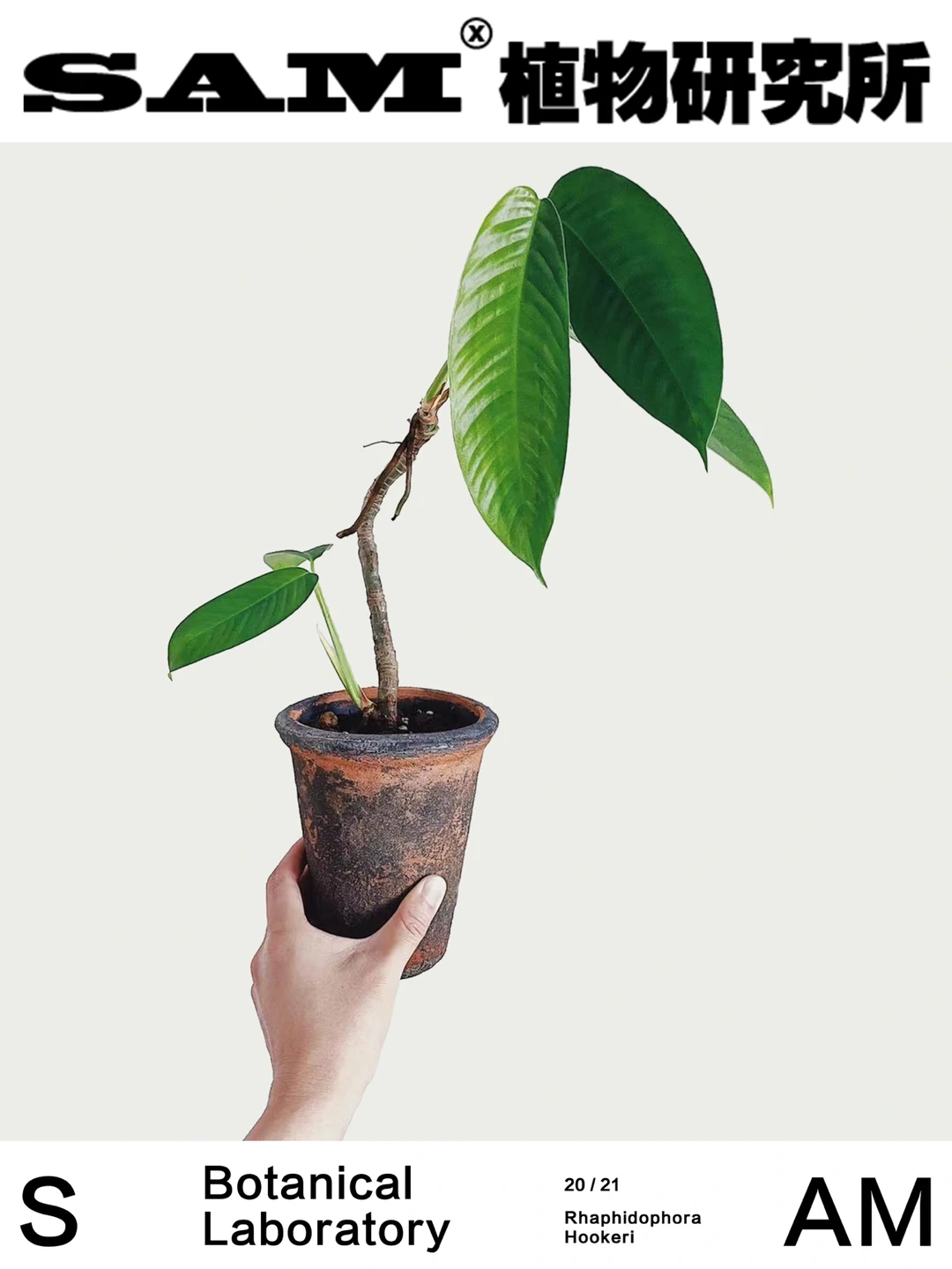 毛过山龙｜Rhaphidophora hookeri