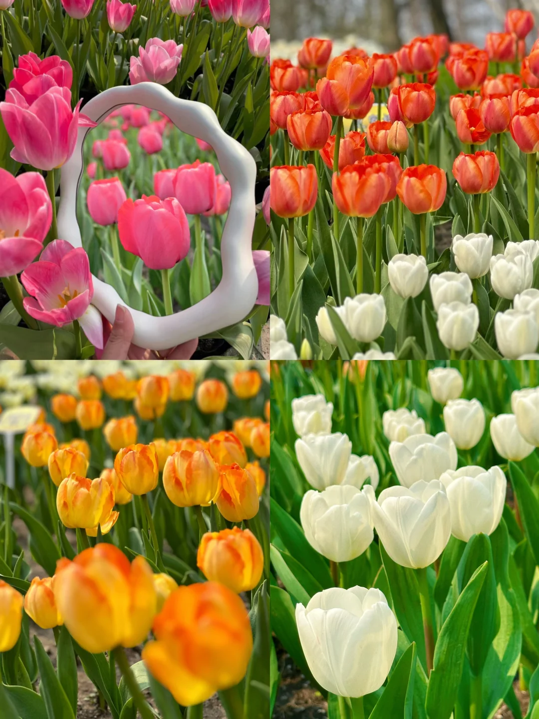 杭州3月太子湾郁金香顶流🌷错过等一年❗️