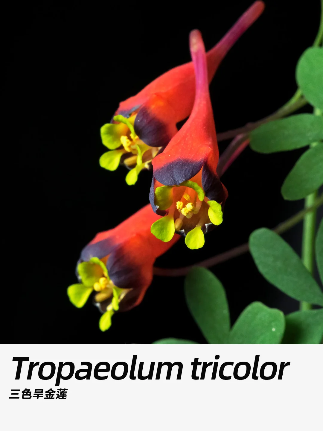 带你每天认识一种花材354｜三色旱金莲
