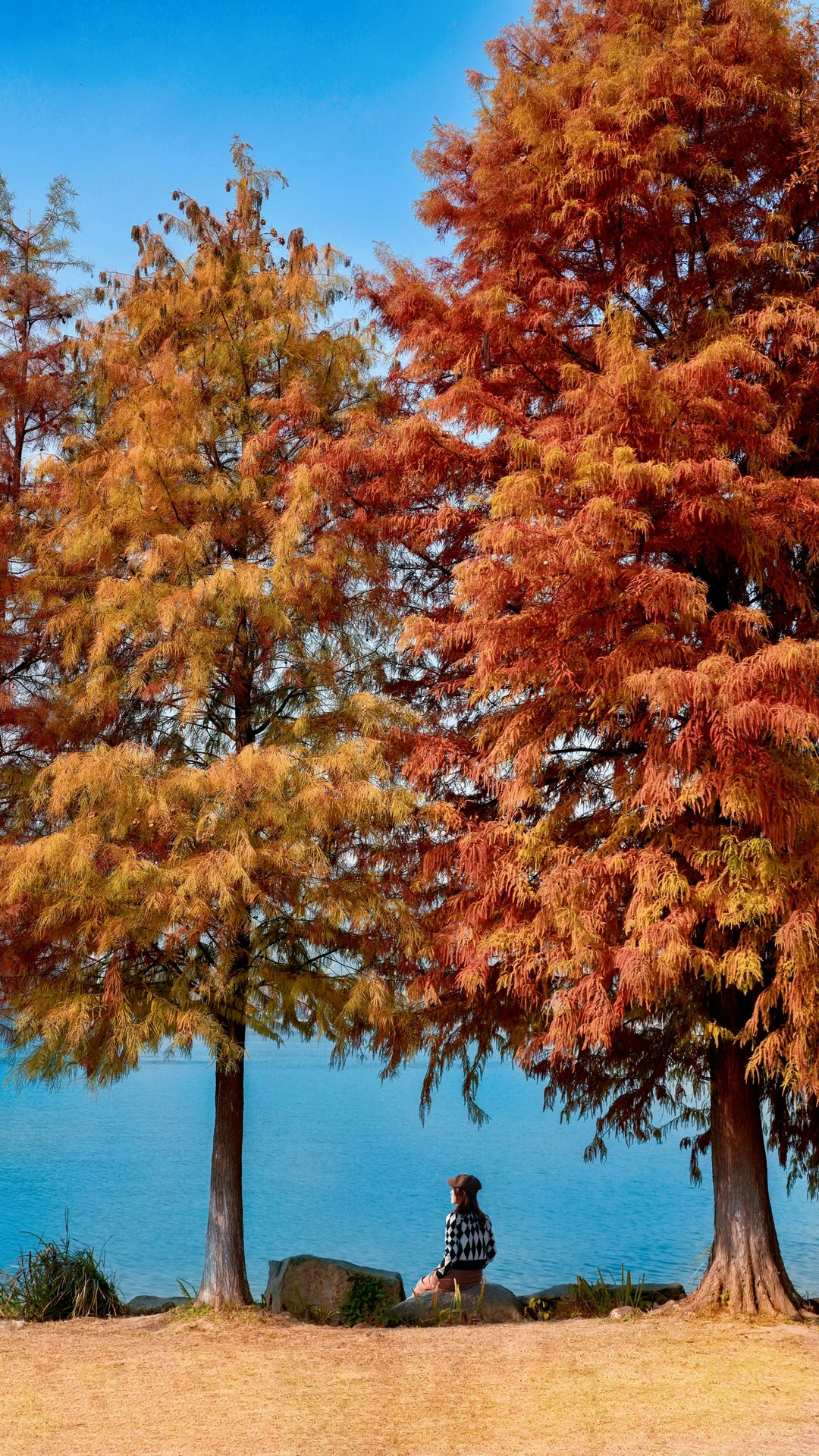 以为西湖够美了，直到去了杭州小洱海红杉林