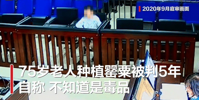  . 法院回应老人种罂粟被判5年 多次供述其知晓种植罂粟