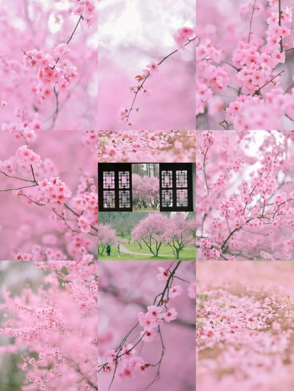 武汉梅园攻略/别错过巨出片的美人梅