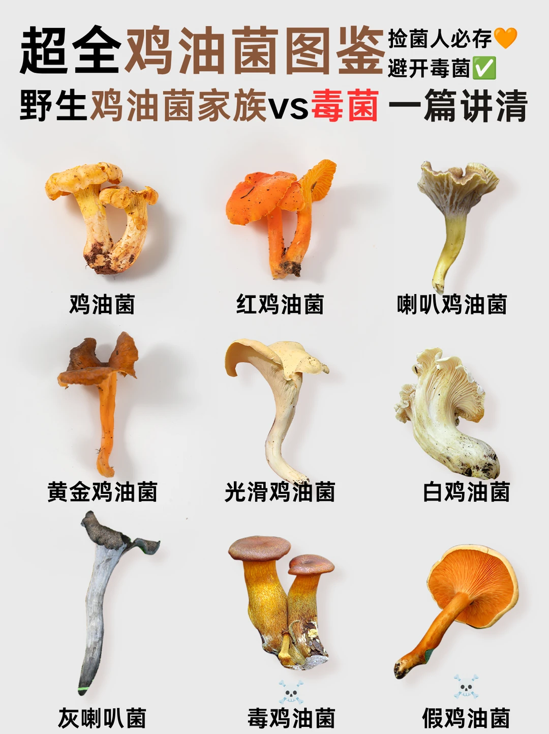 超全野生鸡油菌图鉴！可食vs毒菌一篇讲清