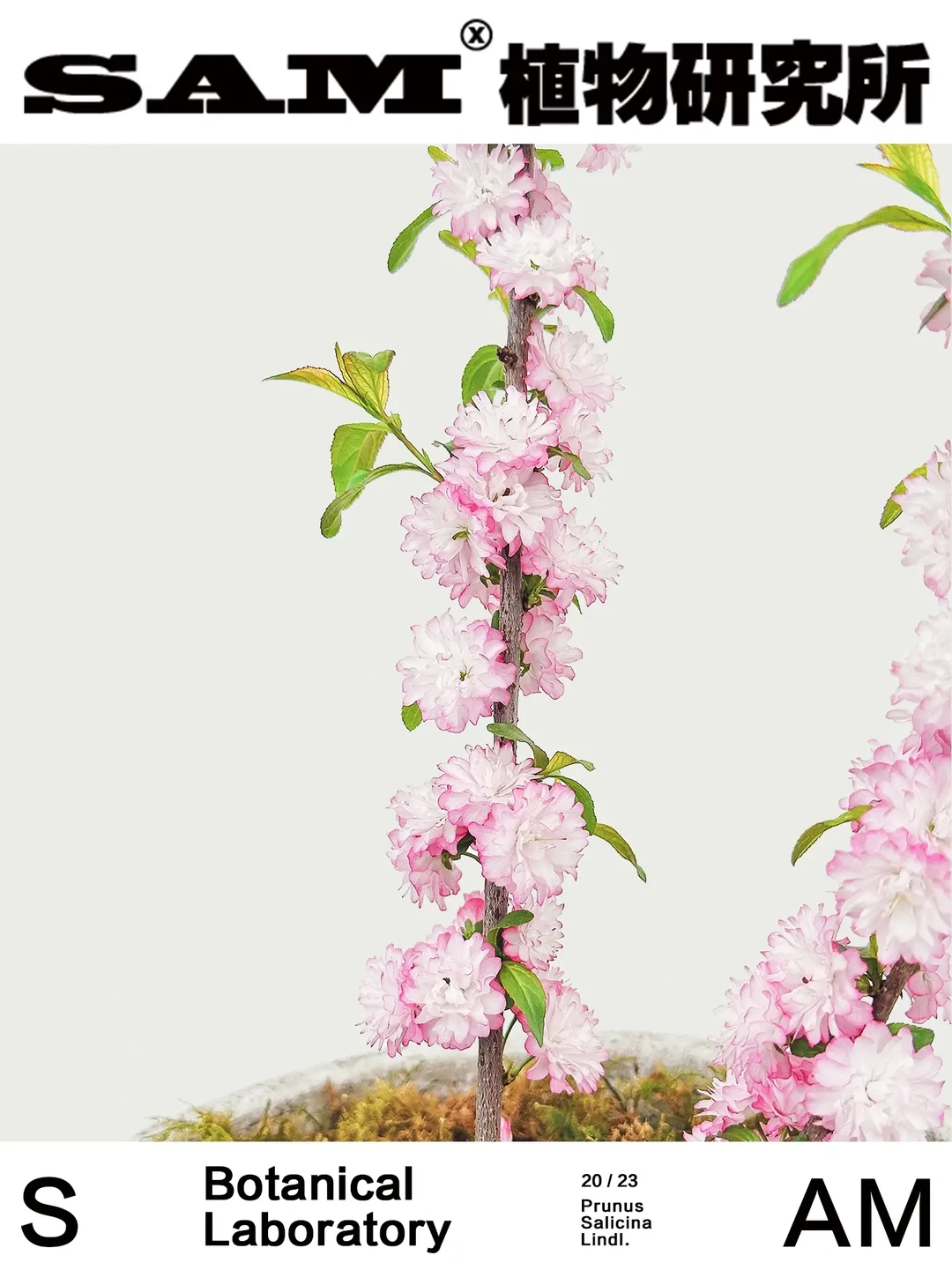 麦李｜Cerasus Glandulosa