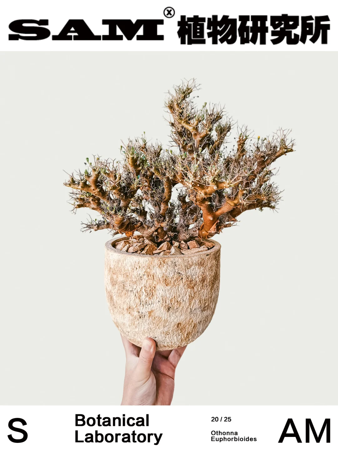 黑鬼殿厚敦菊｜Othonna Euphorbioides