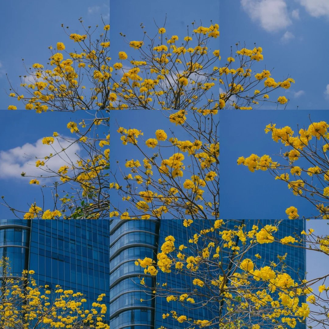 一抹清新淡雅，美得无暇！