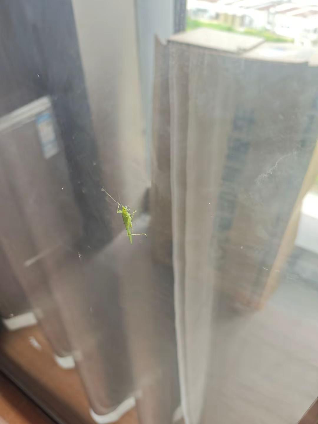 谁知道这是什么虫子啊？为什么打不出去？ 不敢碰它啊啊啊😭😭😭未知生物入侵 如何防治小飞虫 虫子来了 玻璃上的昆虫