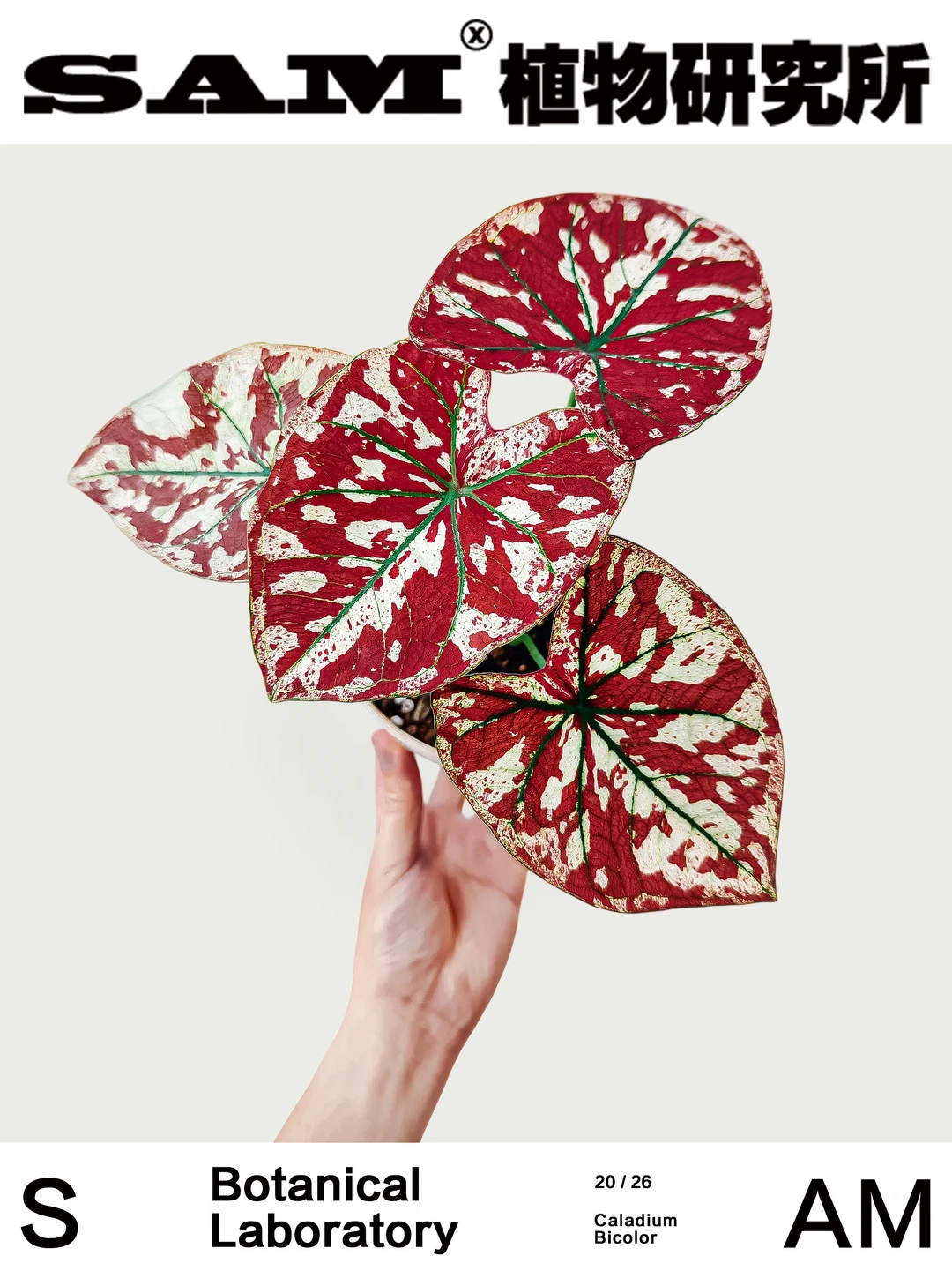 血腥玛丽彩叶芋｜Caladium Bicolor Ait. Ven
