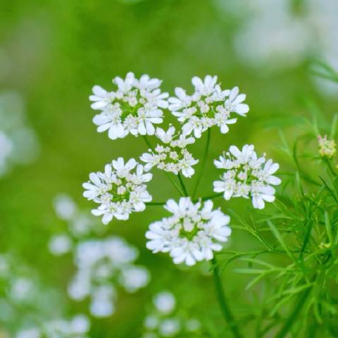 王芫荽
