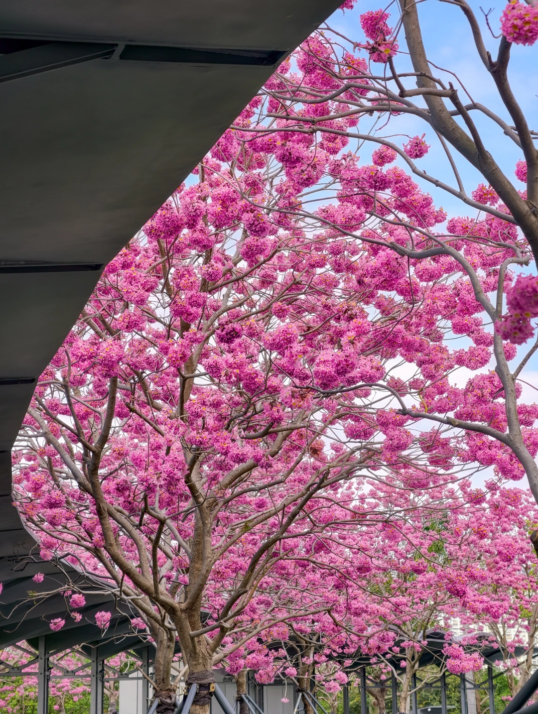 欢迎来到深圳前海的花花世界🌸