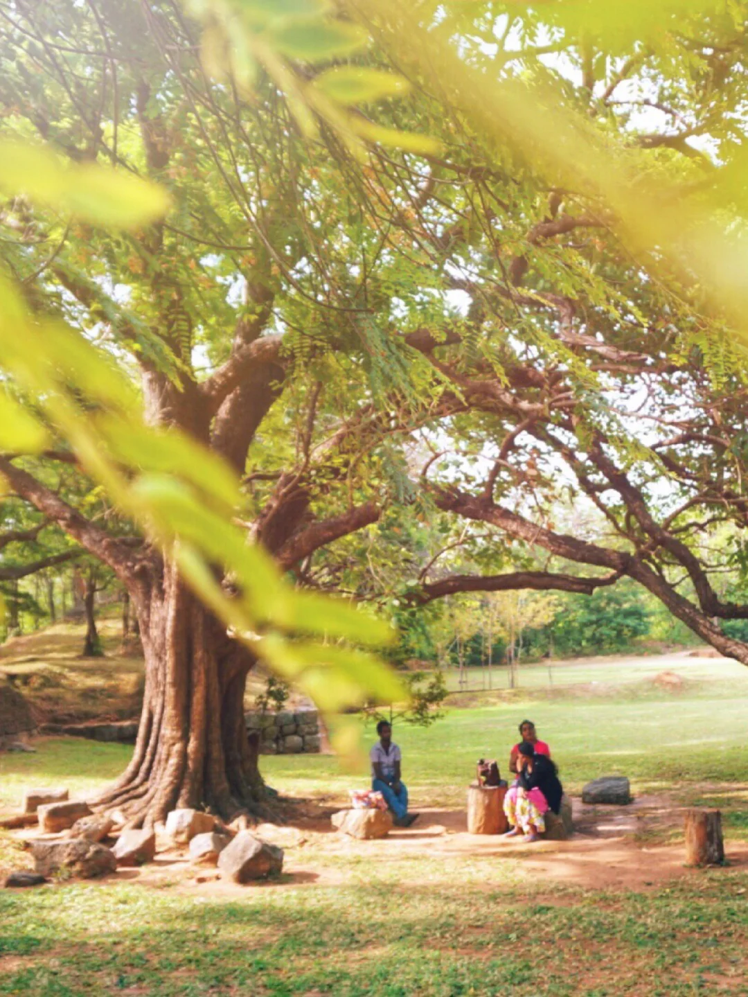 纪念在狮子岩的午后·充满朝气的午后🍂