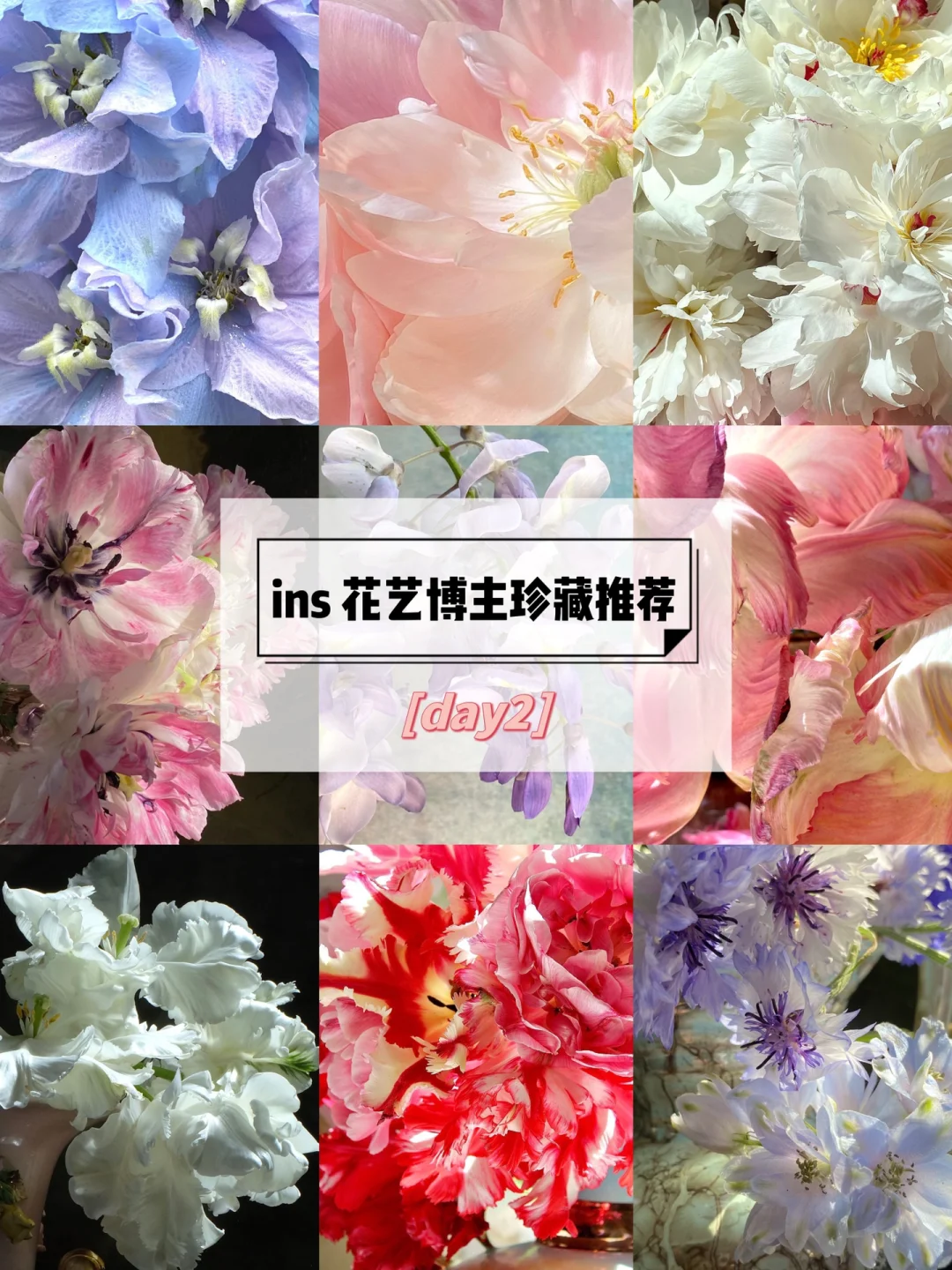 ins博主推荐｜花艺摄影分享-审美积累day2