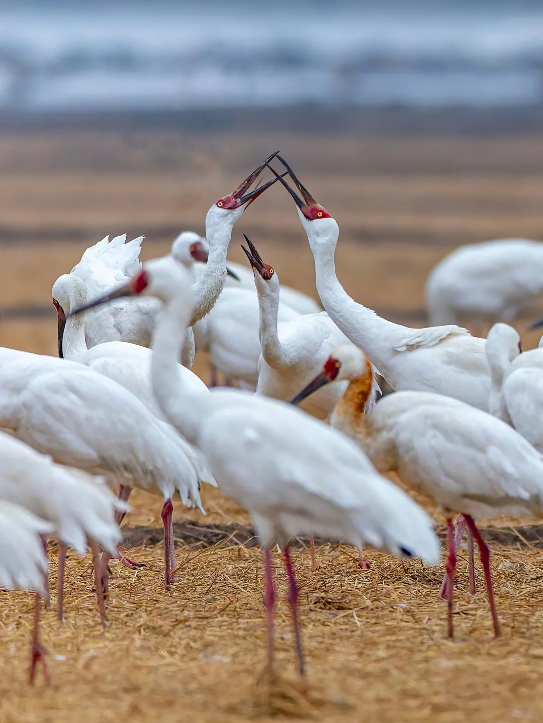 极危国一的白鹤，似乎已经到了“斩杀线”