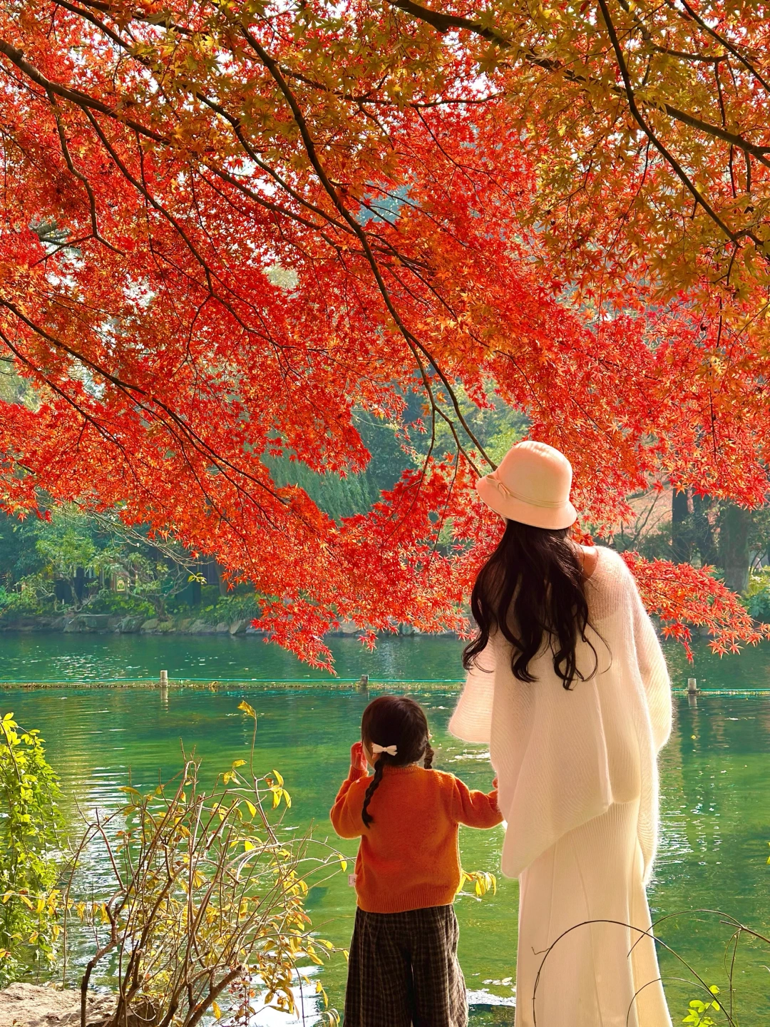 杭州西湖的红枫叶真的美到窒息🍁12.01实况