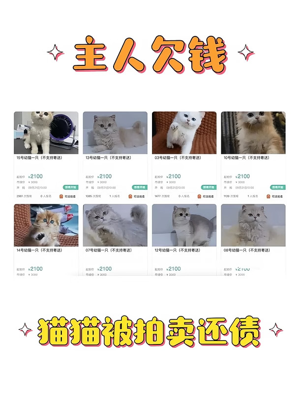 主人欠债4万，15只小猫被司法拍卖
