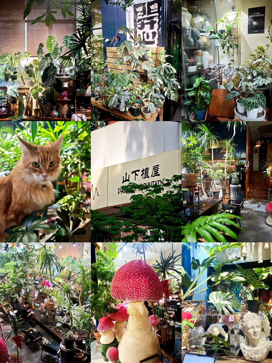 广州客村｜猫猫友好&绿植森林的咖啡屋☕️