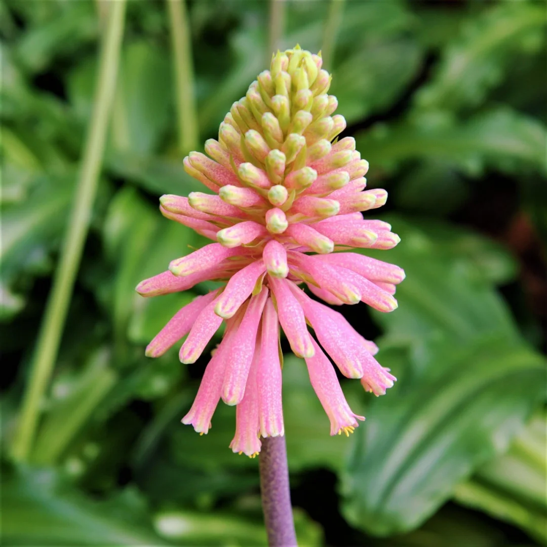 Veltheimia bracteata