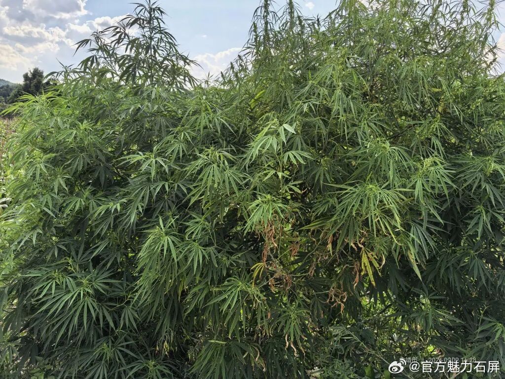 【一旦发现这种植物，请立即报警】
近日，云南省曲靖市潇湘村一名群众途经辖区水库时发现周边荒地中生长着一批外形特殊的绿色植株，怀疑植株为毒品原植物大麻随即向潇湘派出所报警。

接警后，潇湘派出所民警辅警携带工具赶赴现场，经专业辨认确认现场生长的植株正是国家严令禁止的毒品原植物大麻共计2 ​
