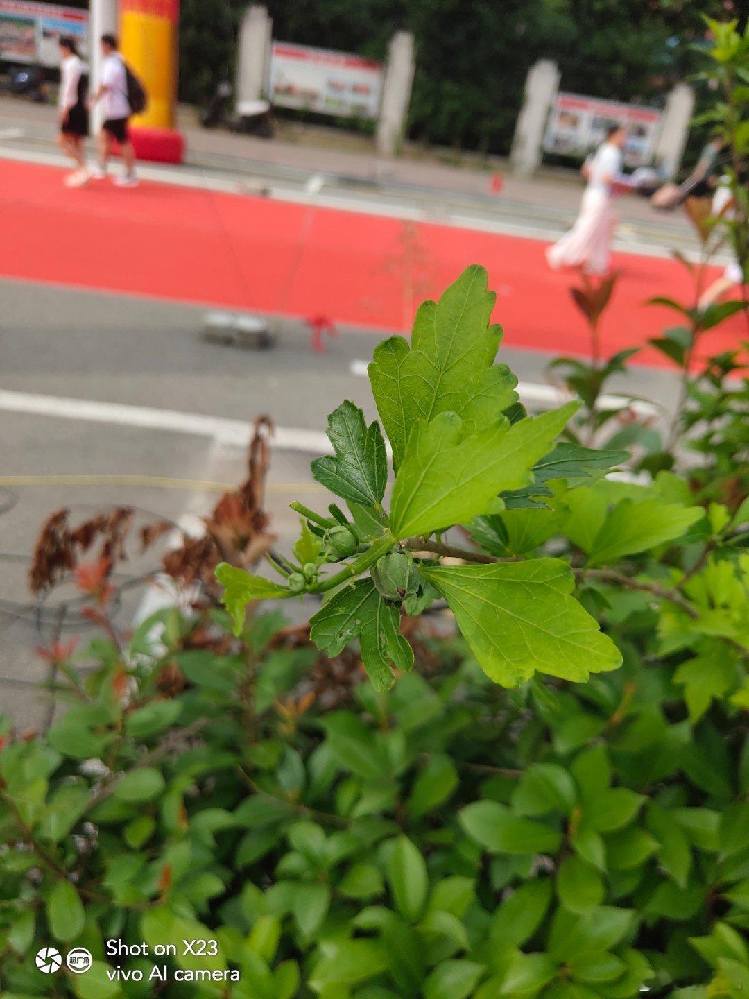 #vivo[超话]##vivo超话# 虽然现在进入秋天了，但仍然有花苞在等待的开放中，不断的有花开就有花落 ​