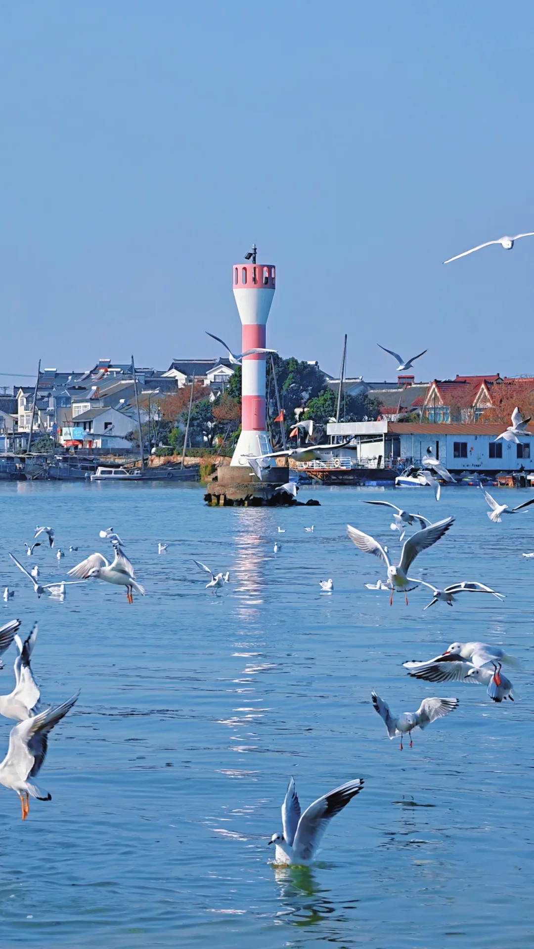 这就是live图的意义！苏州太湖红嘴鸥回归！