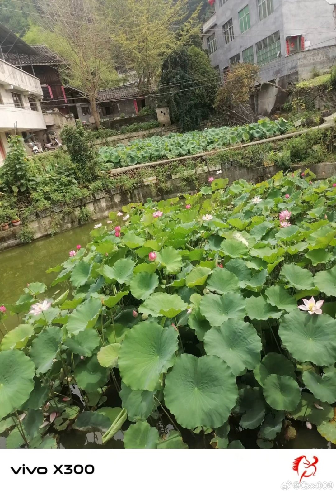 #vivo[超话]##vivo超话# 池塘里铺满了圆圆的荷叶，荷花三三两两悄然绽放，古朴的民居就在一旁，满满的都是属于夏日乡村独有的烟火味道。 ​