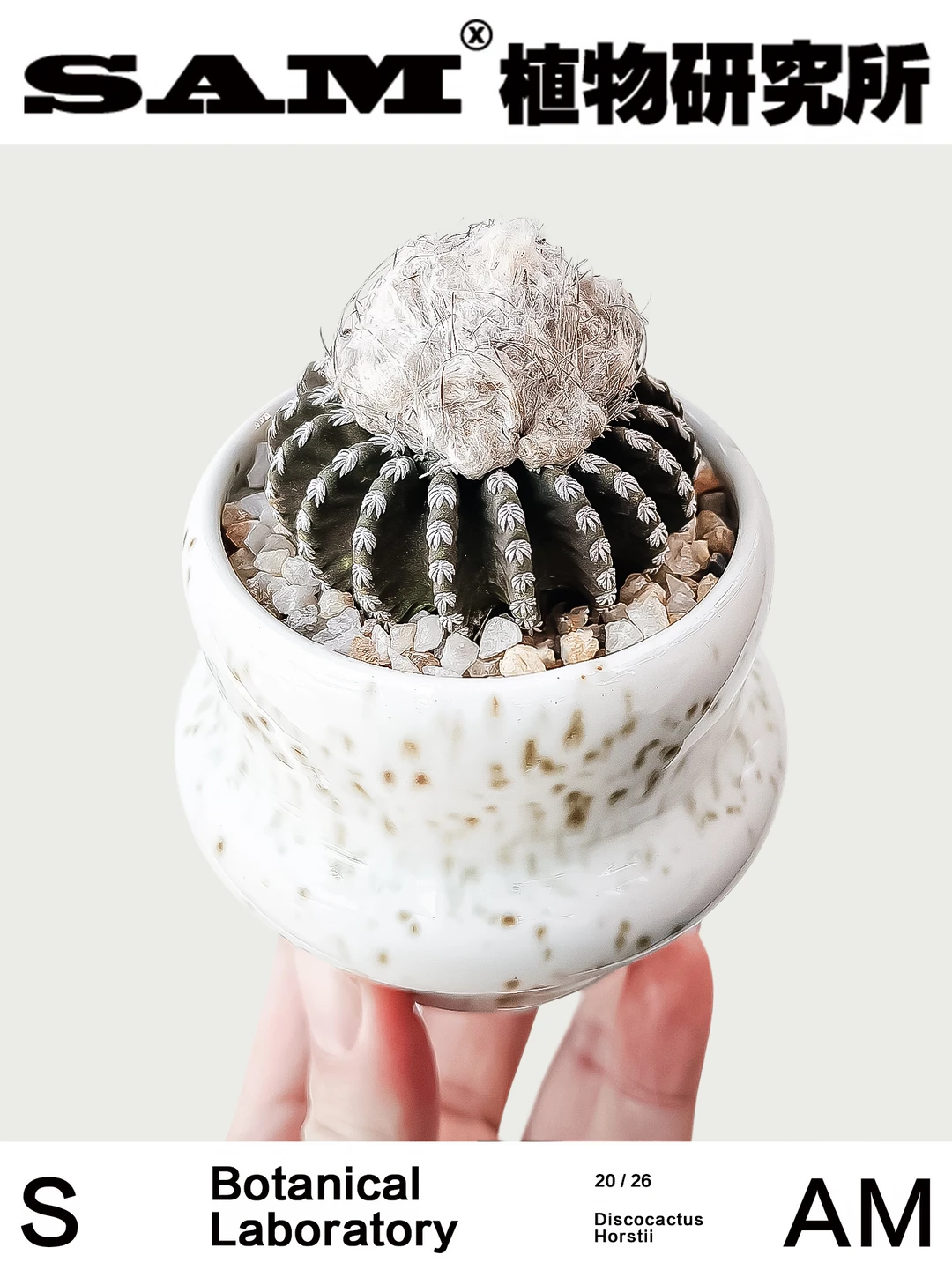 奇特球｜Discocactus Horstii