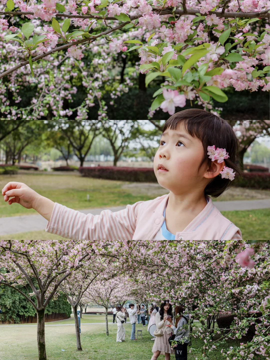 西华垂丝海棠盛花🌸如35+妈妈的从容绽放