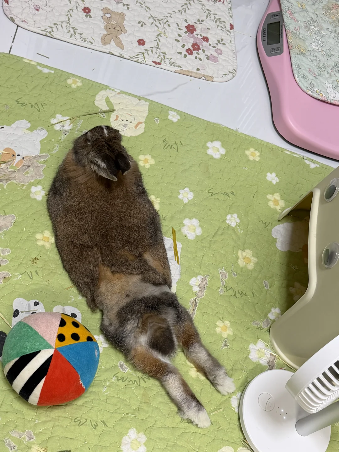 人，坚强的兔七岁了哦