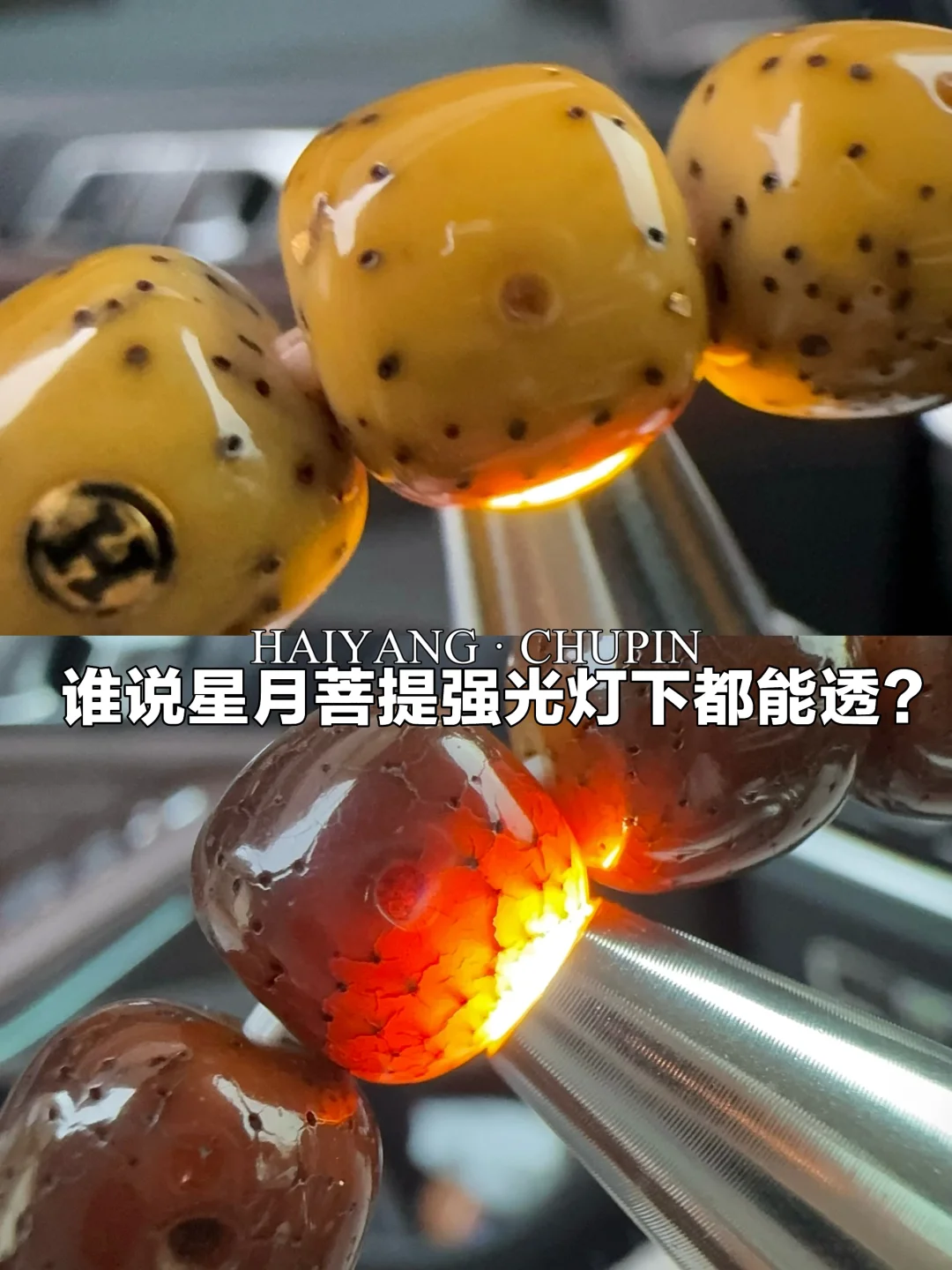 星月菩提：玉化籽与瓷实籽的盘玩真相