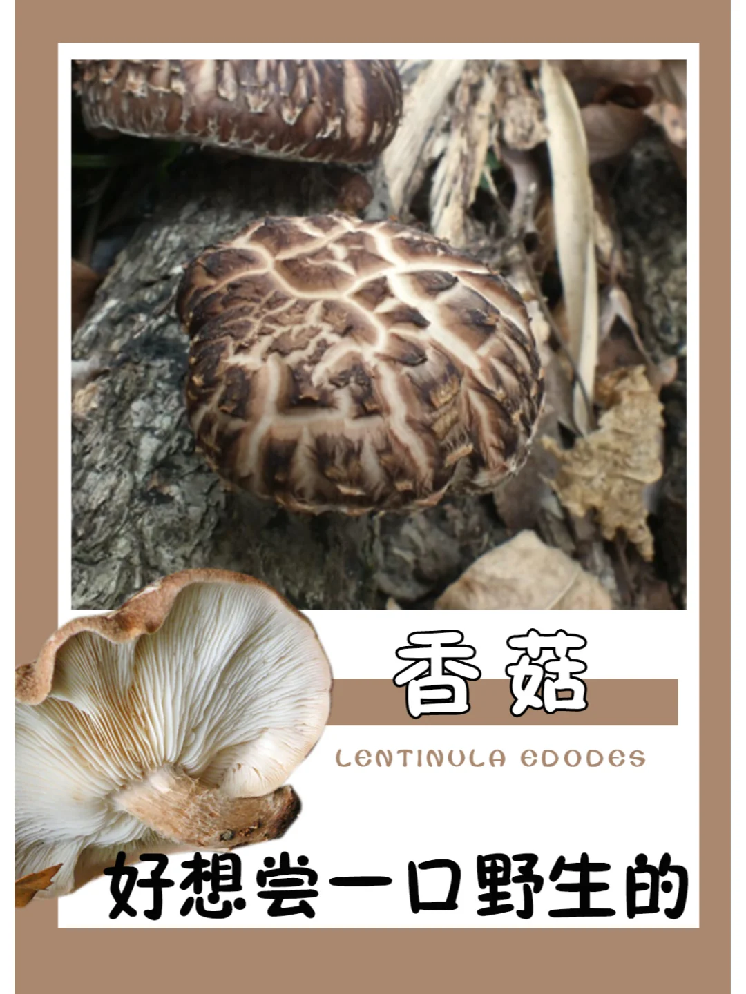 香菇：不仅是食材，更是营养宝藏！💡