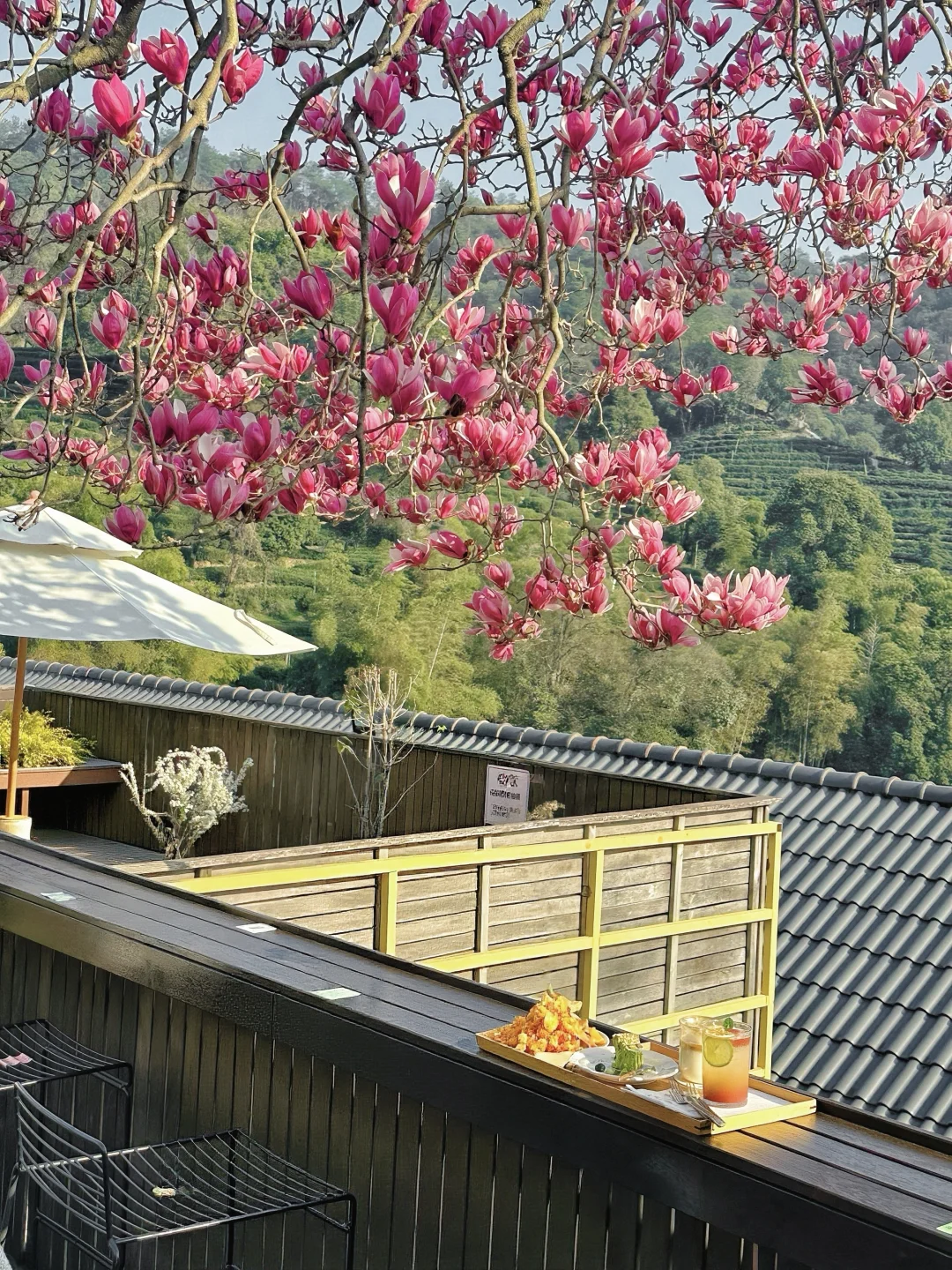 杭州❗️来玉兰花下喝杯咖啡🌸☕️