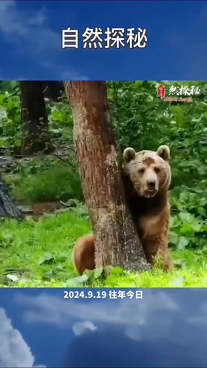 自然探秘：棕熊。
冬眠之后棕熊的体重减轻了四成。在觅食的路上棕熊摩擦着树木留下明