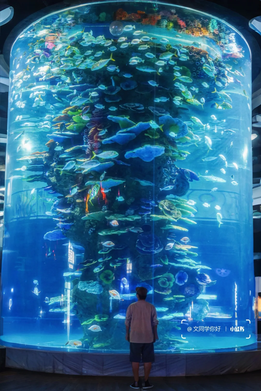 惊了😦江浙沪居然有这么巨无霸的海洋馆！