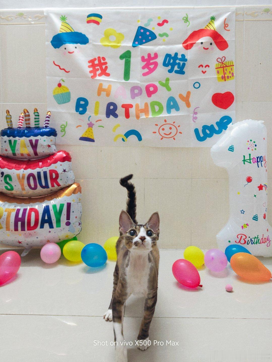 #vivo[超话]# 

猫猫一岁啦！

#vivo##微博影像年##自然物语##这一刻值得持续# ​