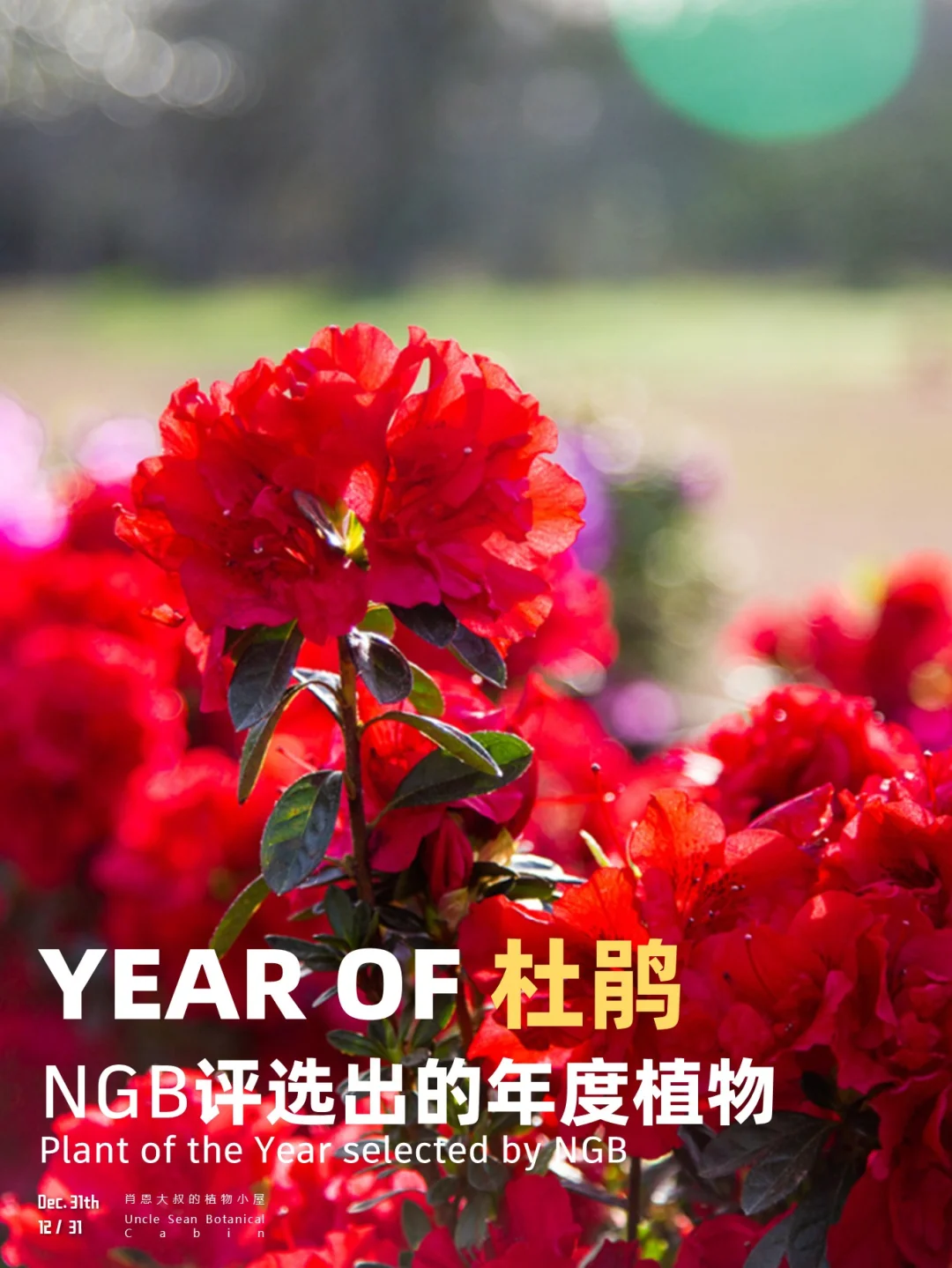 NGB选出的年度植物杜鹃