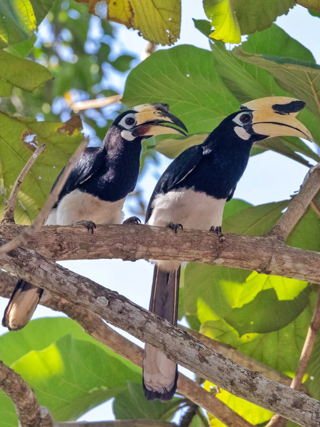 模范夫妻冠斑犀鸟就是要出双入对