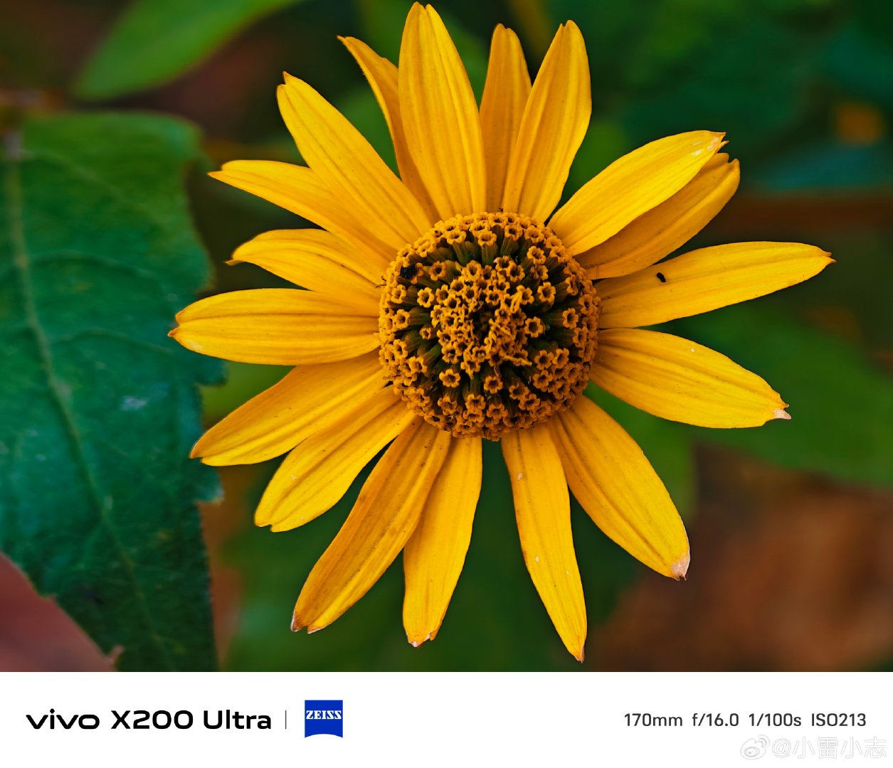 #vivo[超话]# 明亮金黄的小花舒展花瓣，花蕊藏着精巧细节。vivo X200 Ultra长焦微距，清晰记录花朵细微肌理。暖黄花色自带阳光感，静静绽放，把秋日温柔的微光定格在镜头之中。#vivo超话# ​