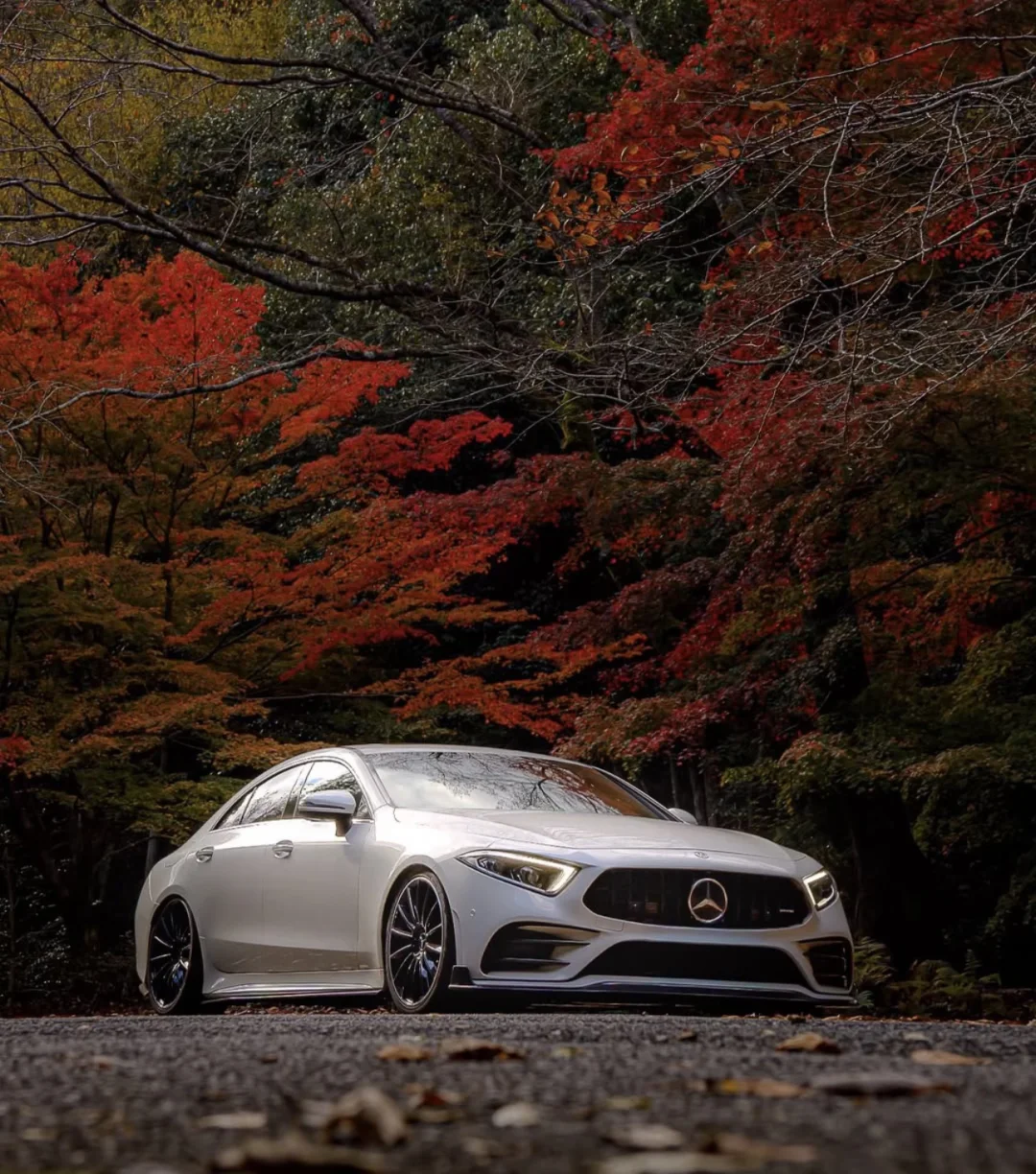 缓缓飘落的枫叶像思念