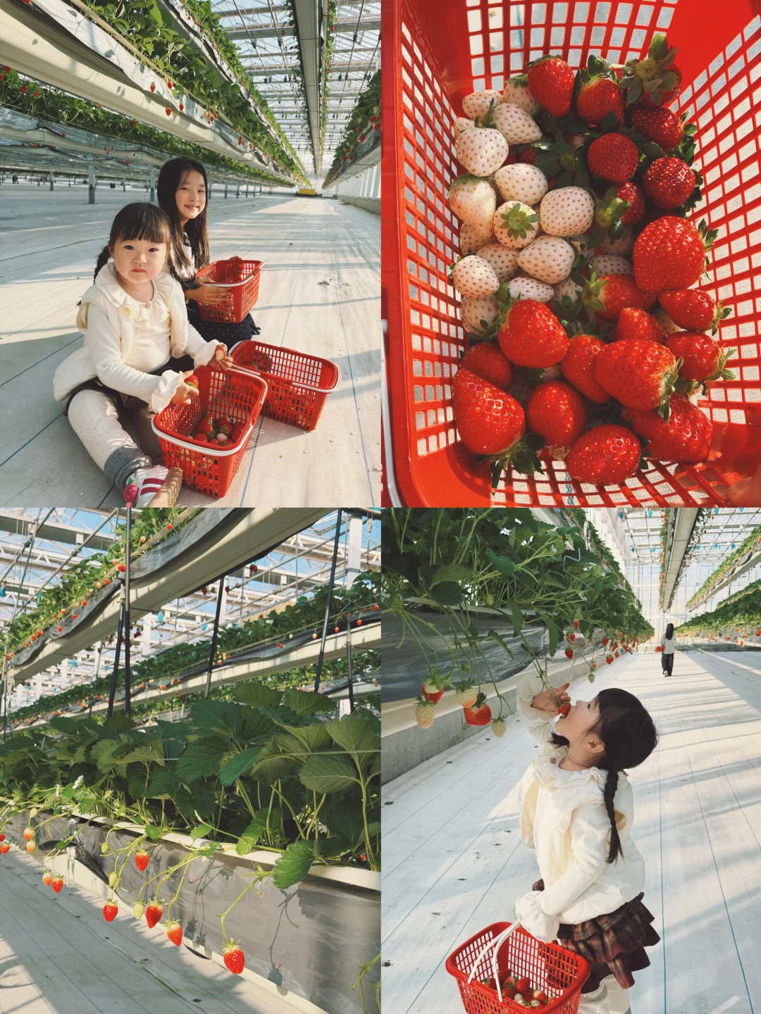 潍坊遛娃 | 🍓“草莓自助”吃撑到扶墙