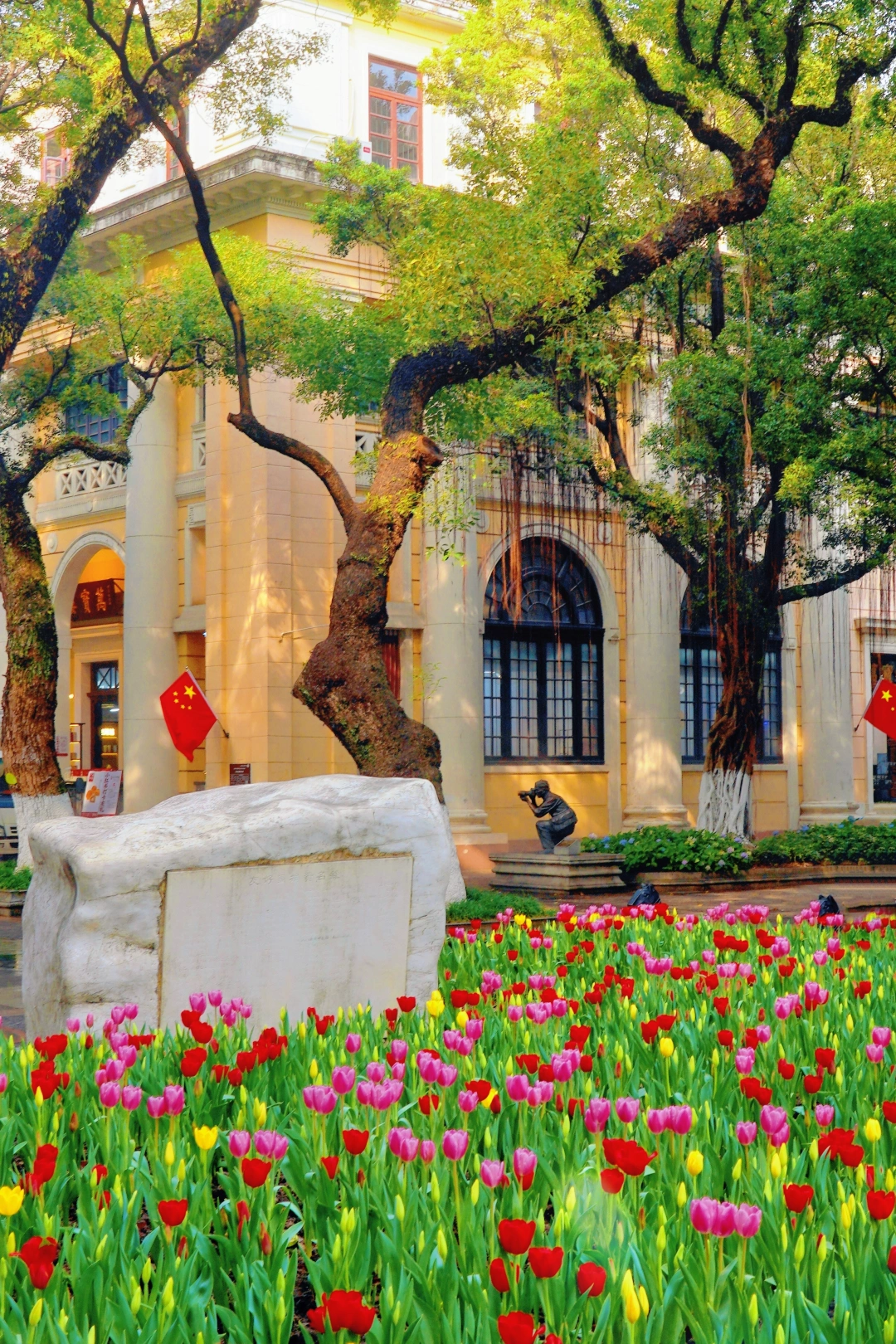 12.31实拍！沙面郁金香新年第一抹亮色